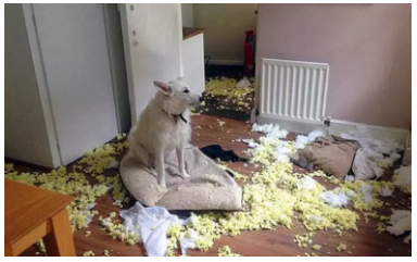 為什么不買(mǎi)保險(xiǎn)就不讓養(yǎng)狗？